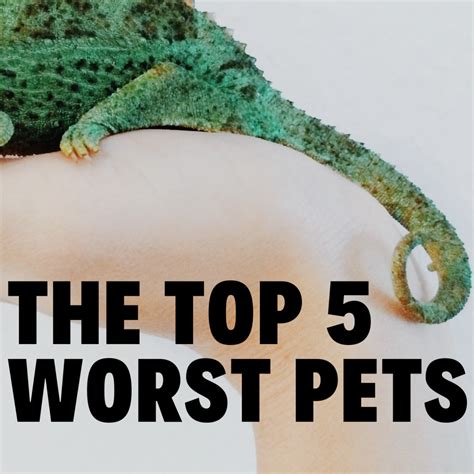 The BEST and WORST pets .